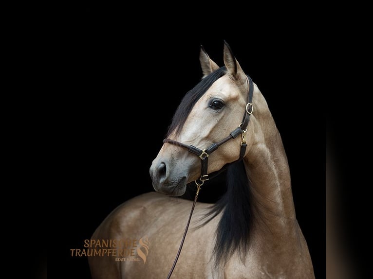 PRE Croisé Jument 3 Ans 158 cm Buckskin in Traventhal