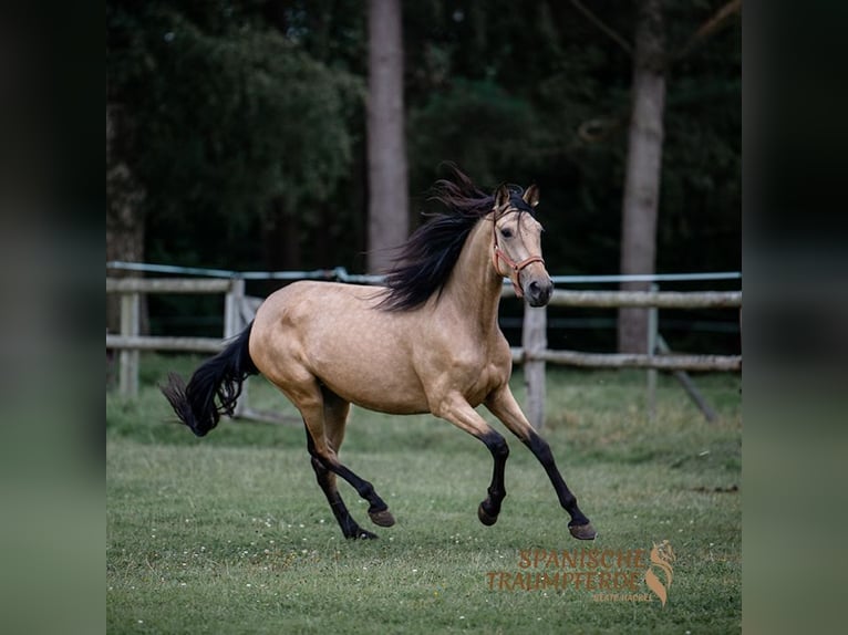 PRE Croisé Jument 3 Ans 158 cm Buckskin in Traventhal