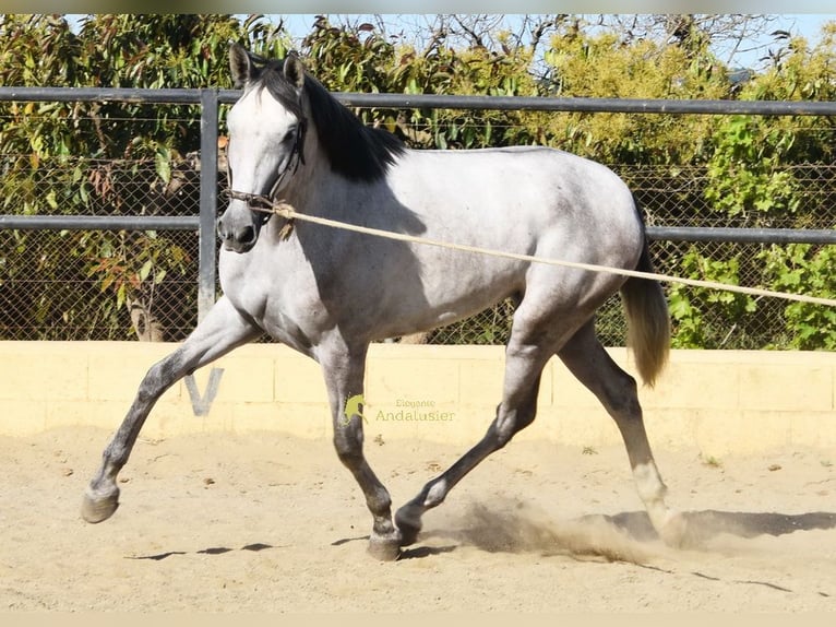 PRE Jument 3 Ans 158 cm Gris in Provinz Malaga