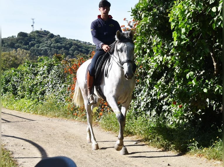 PRE Jument 3 Ans 158 cm Gris in Provinz Malaga