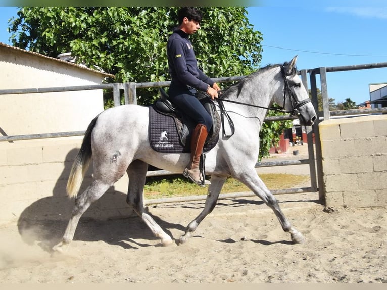 PRE Jument 3 Ans 158 cm Gris in Provinz Malaga
