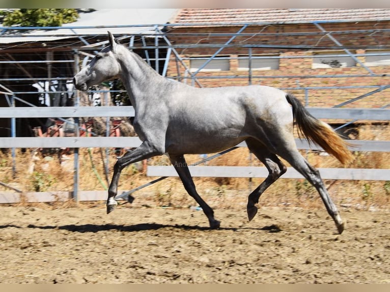 PRE Jument 3 Ans 158 cm Gris in Provinz Granada