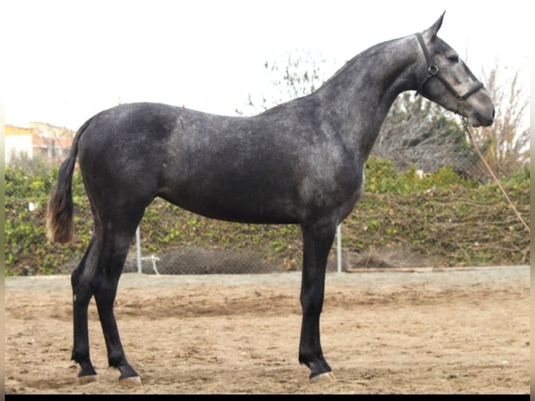 PRE Jument 3 Ans 158 cm Gris in Alcantarilla