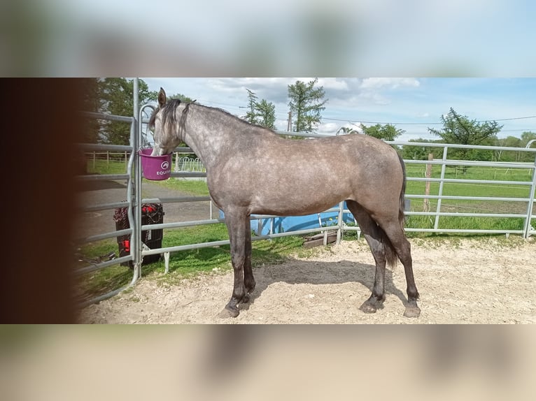 PRE Croisé Jument 3 Ans 158 cm Gris pommelé in Hünxe