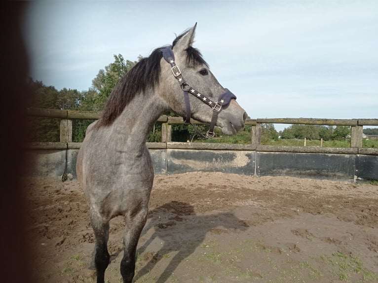 PRE Croisé Jument 3 Ans 158 cm Gris pommelé in Hünxe