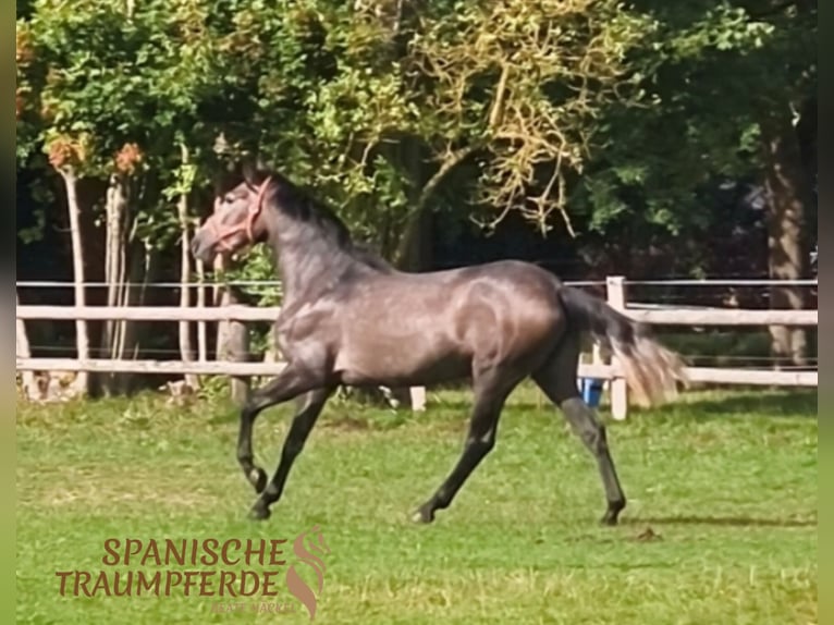 PRE Croisé Jument 3 Ans 158 cm Gris in Stipsdorf
