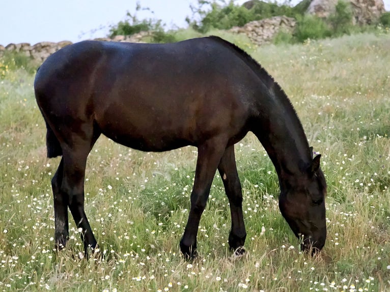 PRE Croisé Jument 3 Ans 158 cm Noir in Navas Del Madroño