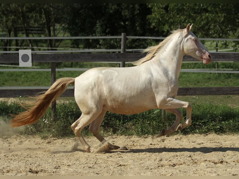 PRE Jument 3 Ans 158 cm Perlino in Waldshut-Tiengen