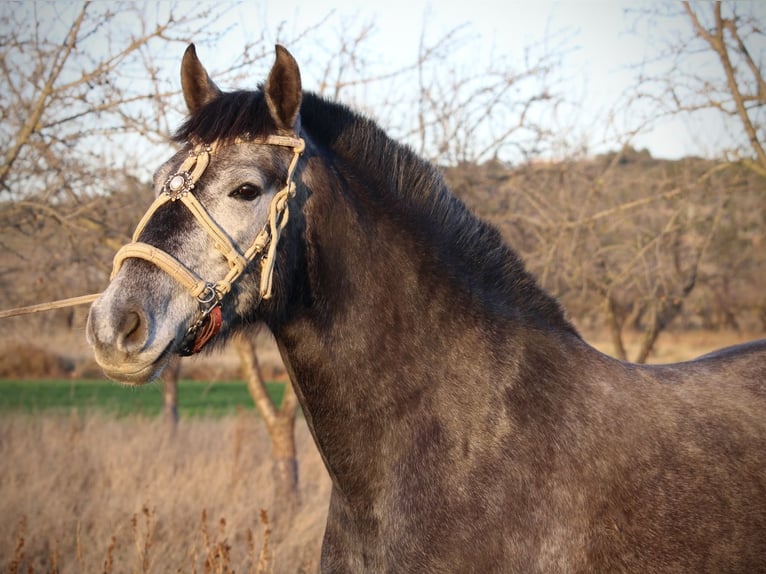 PRE Croisé Jument 3 Ans 158 cm Rouan bleu in Valencia