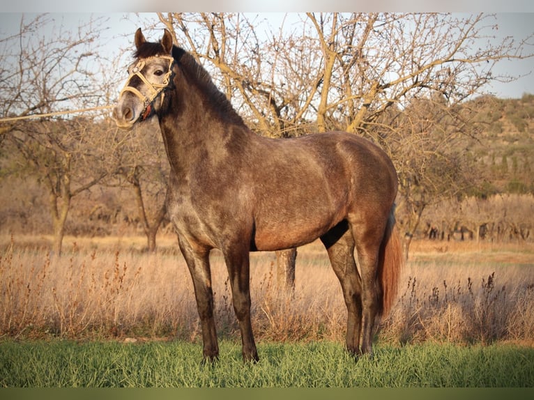 PRE Croisé Jument 3 Ans 158 cm Rouan bleu in Valencia