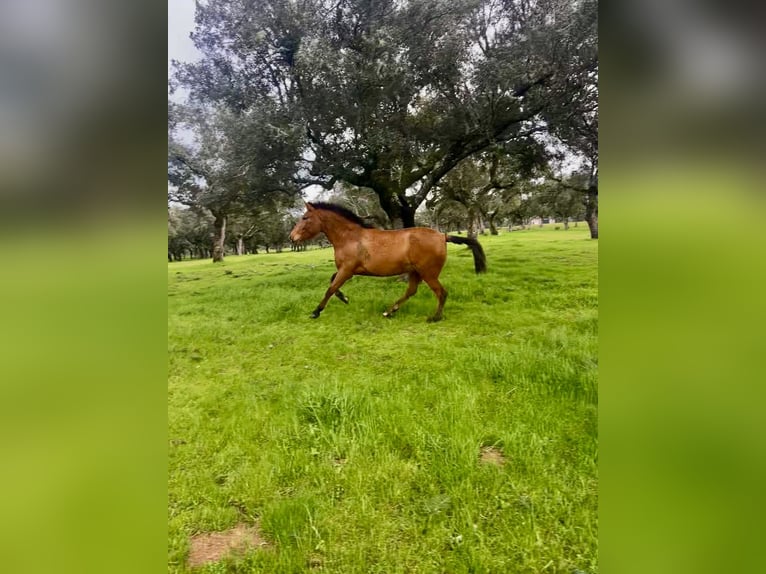 PRE Croisé Jument 3 Ans 159 cm Bai in Villanueva De Córdoba