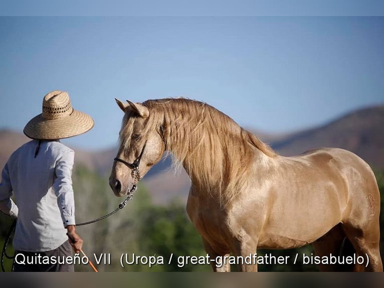 PRE Croisé Jument 3 Ans 159 cm Perle in Provinz Cordoba