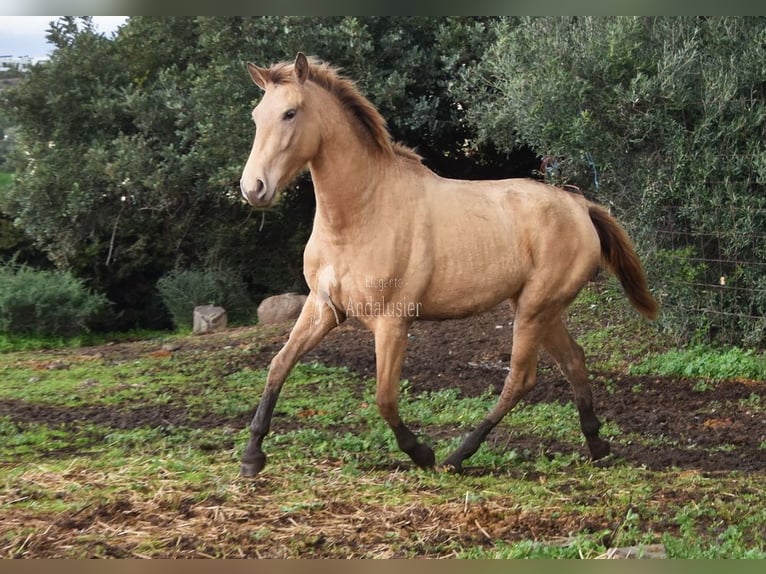 PRE Croisé Jument 3 Ans 159 cm Perle in Provinz Cordoba