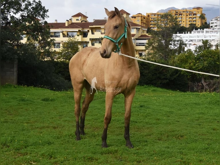 PRE Croisé Jument 3 Ans 159 cm Perle in Provinz Cordoba