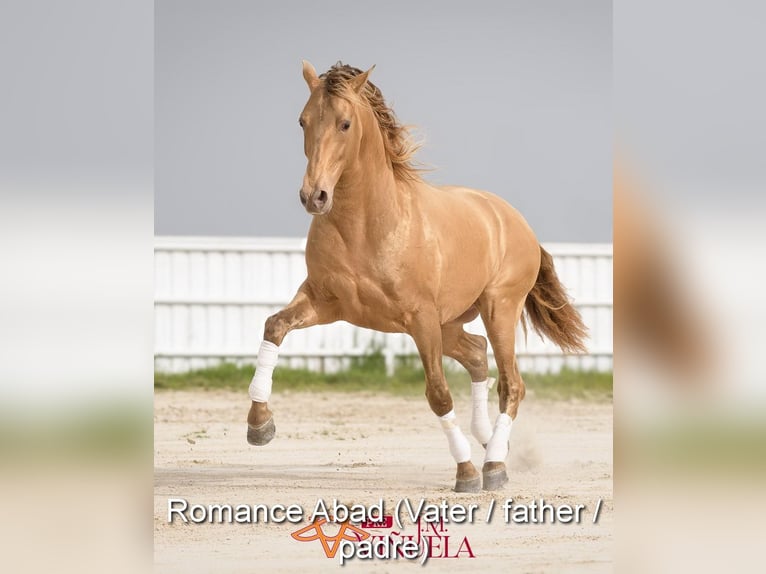 PRE Croisé Jument 3 Ans 159 cm Perle in Provinz Cordoba