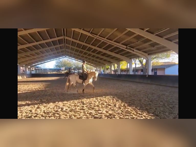 PRE Croisé Jument 3 Ans 159 cm Perlino in Arganda Del Rey