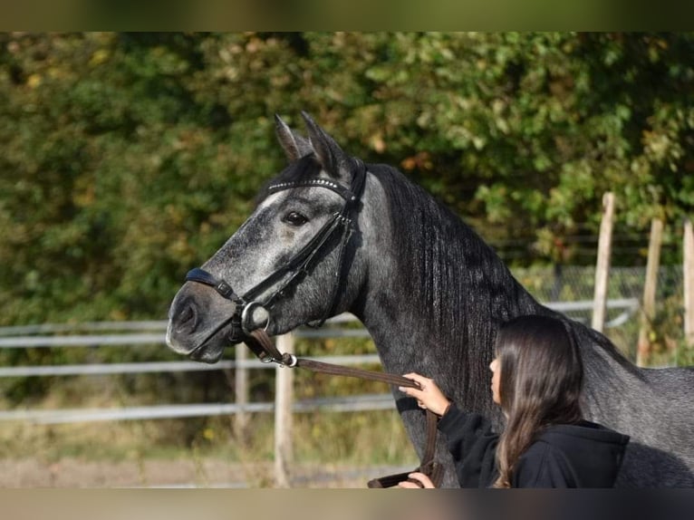 PRE Jument 3 Ans 159 cm Rouan bleu in Bussum