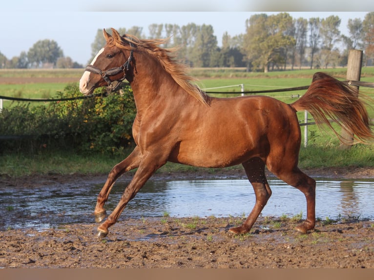 PRE Croisé Jument 3 Ans 160 cm Alezan in Wremen