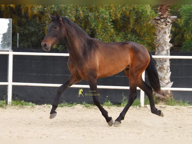 PRE Jument 3 Ans 160 cm Bai brun in Provinz Malaga