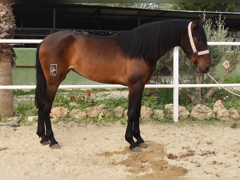 PRE Jument 3 Ans 160 cm Bai brun in Provinz Malaga