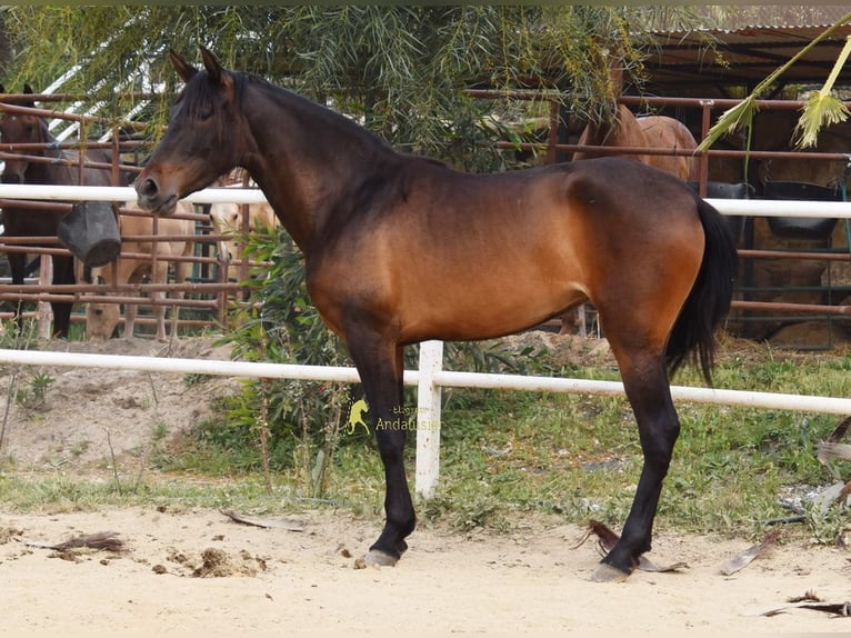 PRE Jument 3 Ans 160 cm Bai brun in Provinz Malaga