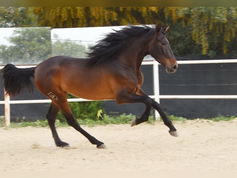 PRE Jument 3 Ans 160 cm Bai brun in Provinz Malaga