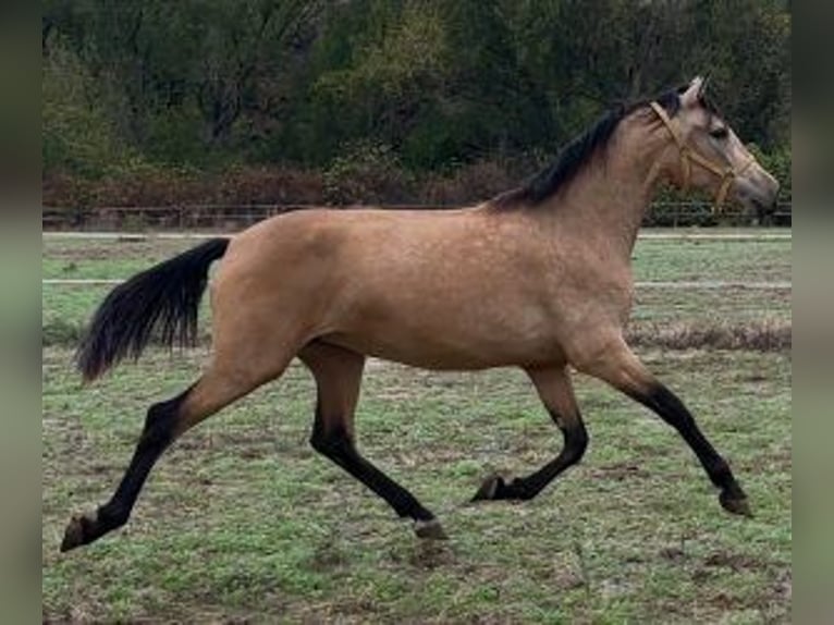 PRE Croisé Jument 3 Ans 160 cm Bai cerise in Madrid