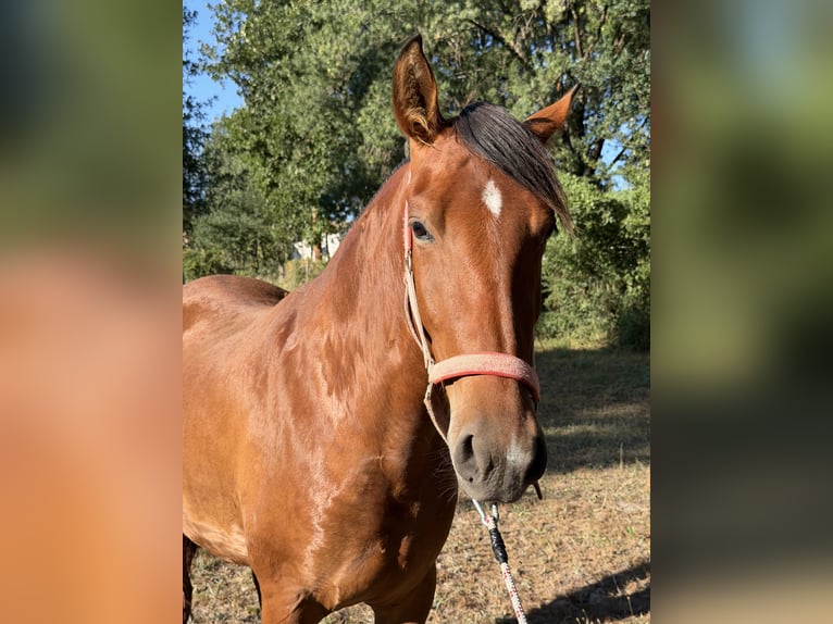 PRE Jument 3 Ans 160 cm Bai cerise in Ourense