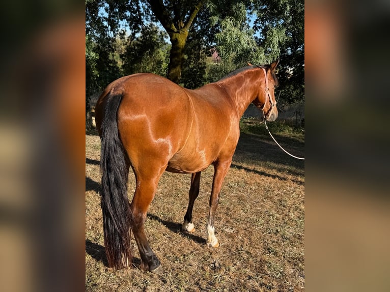PRE Jument 3 Ans 160 cm Bai cerise in Ourense