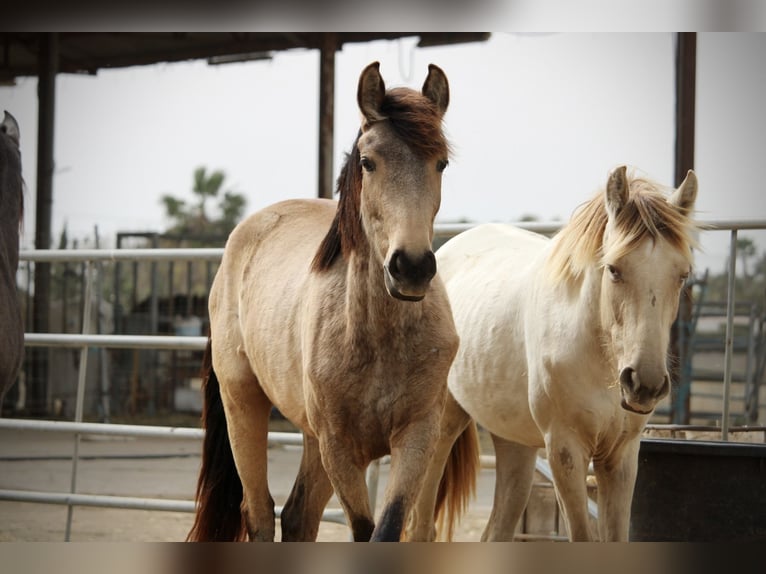 PRE Croisé Jument 3 Ans 160 cm Buckskin in Valencia
