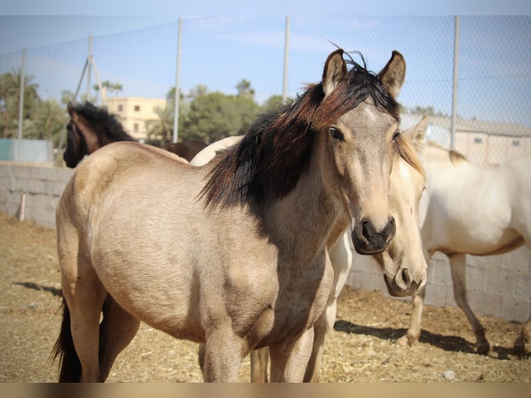 PRE Croisé Jument 3 Ans 160 cm Buckskin in Valencia
