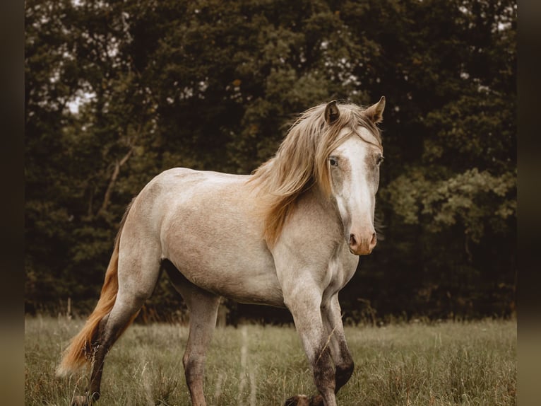 PRE Jument 3 Ans 160 cm Gris (bai-dun) in Otterberg