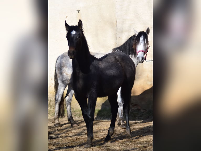 PRE Croisé Jument 3 Ans 160 cm Gris in Kubschütz