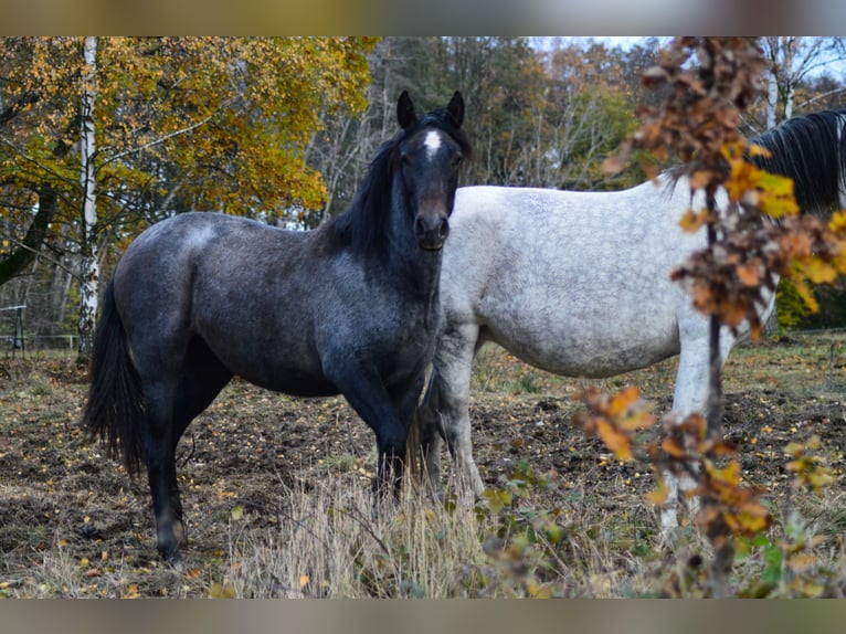 PRE Croisé Jument 3 Ans 160 cm Gris in Kubschütz