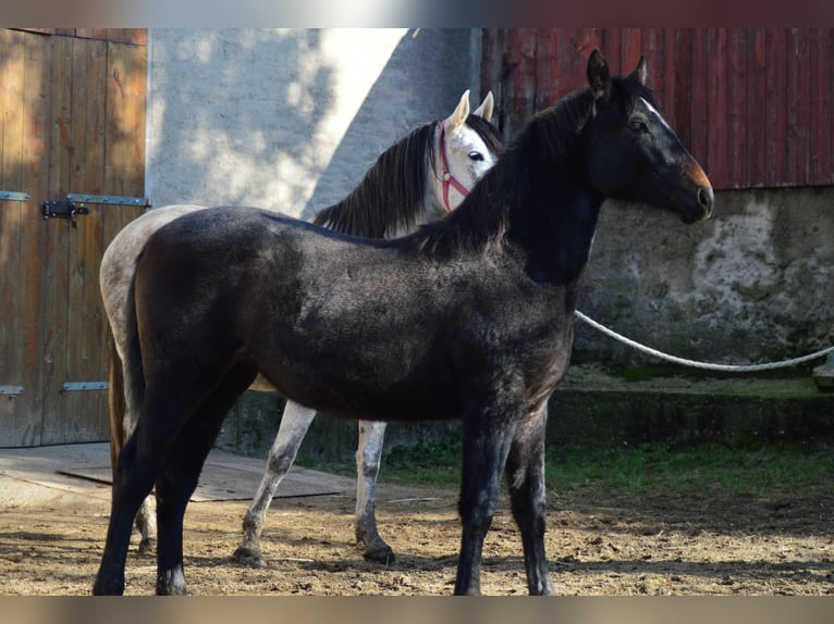 PRE Croisé Jument 3 Ans 160 cm Gris in Kubschütz