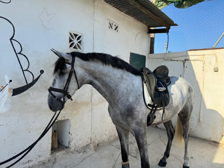 PRE Jument 3 Ans 160 cm Gris in Malaga