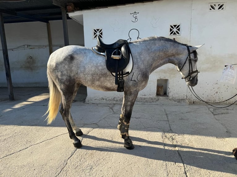 PRE Jument 3 Ans 160 cm Gris in Malaga