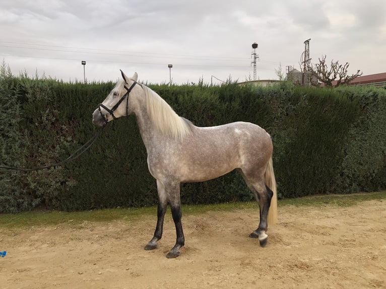 PRE Jument 3 Ans 160 cm Gris in Pilas