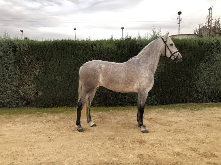 PRE Jument 3 Ans 160 cm Gris in Pilas