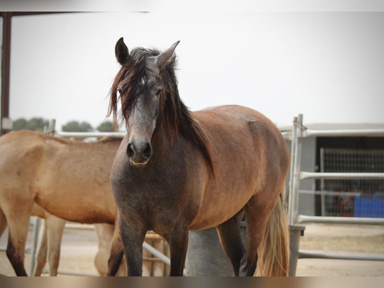 PRE Croisé Jument 3 Ans 160 cm Gris in Valencia