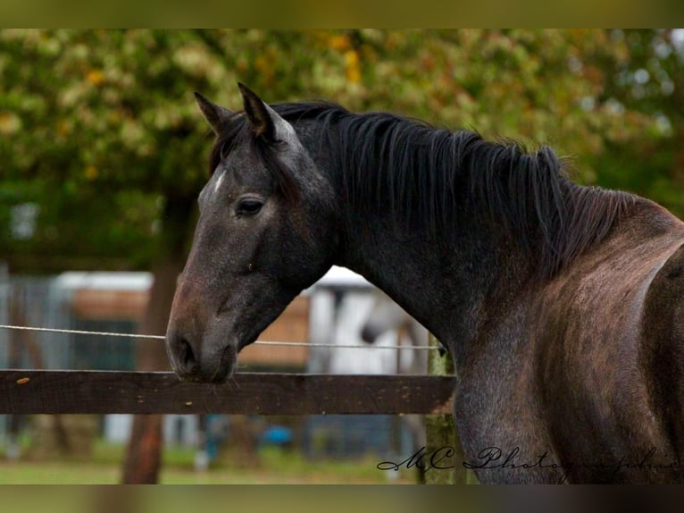 PRE Jument 3 Ans 160 cm Gris noir in Brandis