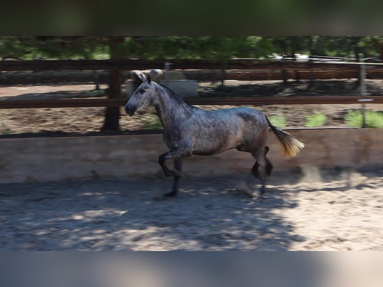 PRE Jument 3 Ans 160 cm Gris pommelé in Sagunt/Sagunto