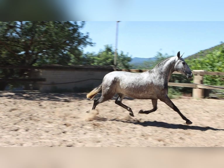 PRE Jument 3 Ans 160 cm Gris pommelé in Sagunt/Sagunto