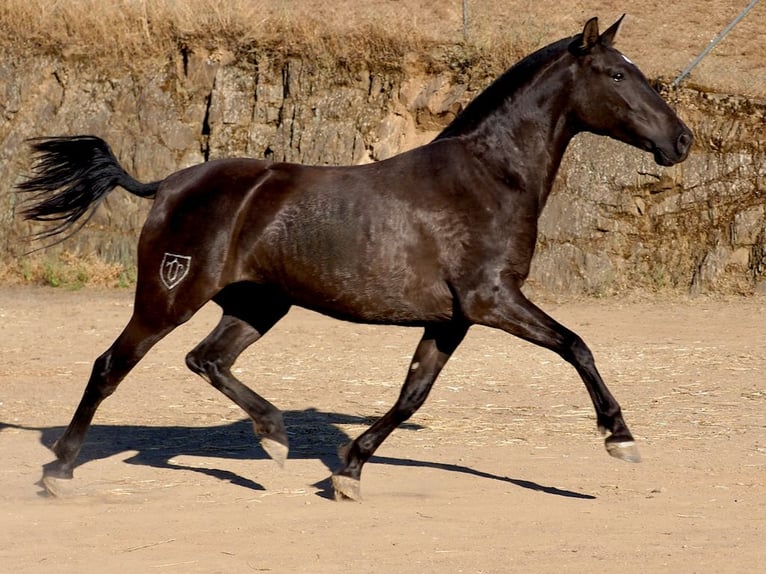 PRE Croisé Jument 3 Ans 160 cm Noir in NAVAS DEL MADRONO