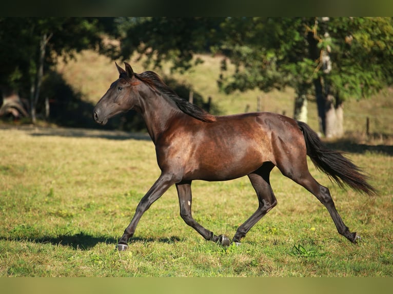 PRE Jument 3 Ans 160 cm Noir in CAUMONT