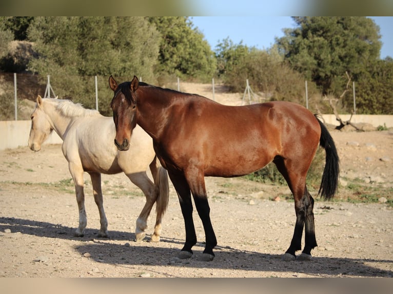 PRE Croisé Jument 3 Ans 160 cm Palomino in Valencia