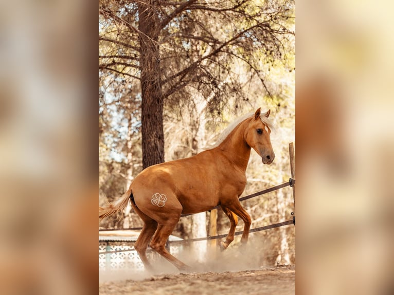 PRE Croisé Jument 3 Ans 160 cm Palomino in Alcoi/Alcoy