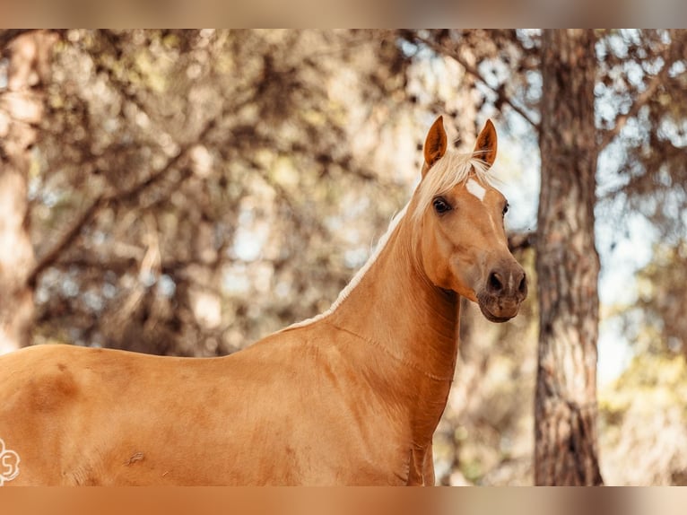 PRE Croisé Jument 3 Ans 160 cm Palomino in Alcoi/Alcoy