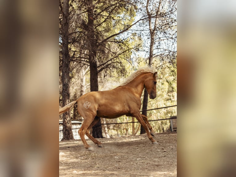 PRE Croisé Jument 3 Ans 160 cm Palomino in Alcoi/Alcoy