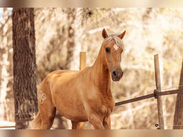 PRE Croisé Jument 3 Ans 160 cm Palomino in Alcoi/Alcoy